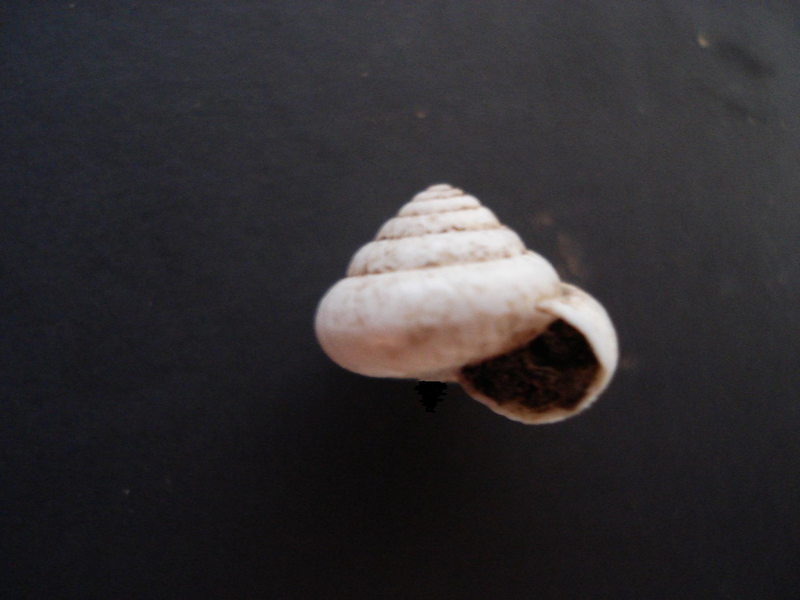 gasteropode difficile da identificare